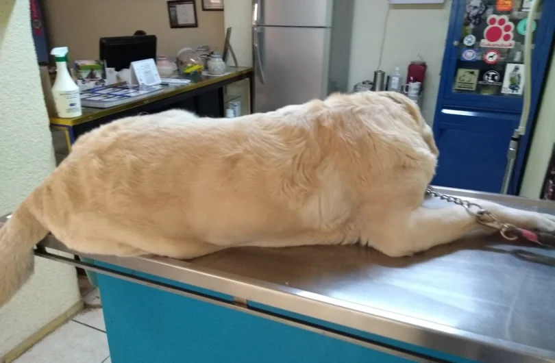 Perro acostado en la mesa de examen de una clínica veterinaria, preparándose para una consulta médica.