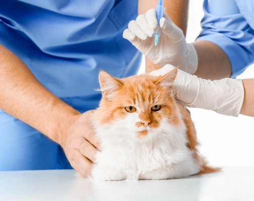 Un médico veterinario inyectando a un gato blanco con manchas naranjas atigradas