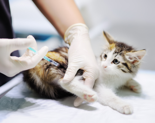 Un gato pequeño recibiendo una inyección por parte de un veterinario