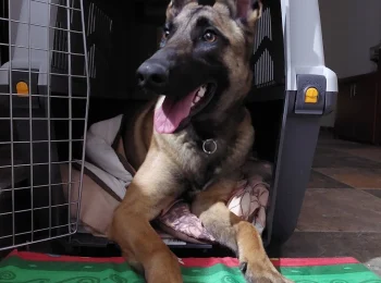 Un cachorro pastor aleman dentro de una trasportadora para perros
