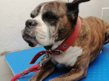 Perro de raza Boxer descansando en una mesa de examen durante su visita a la clínica veterinaria.